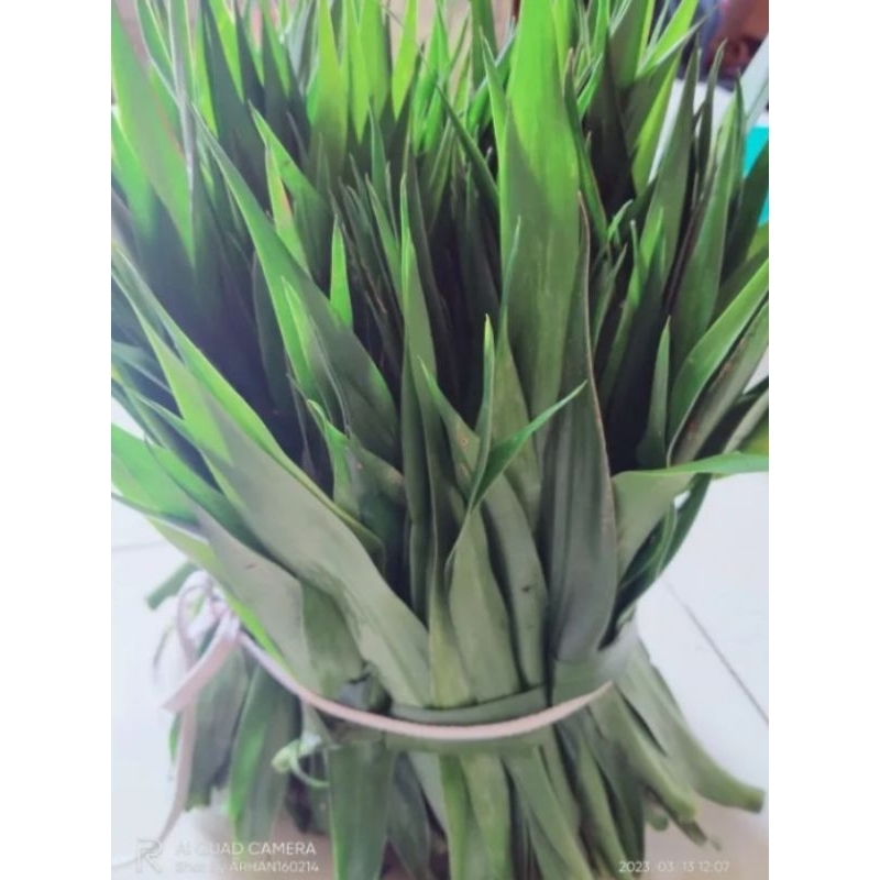 

daun Suji segar 1kg bahan pewarna alami untuk makanan