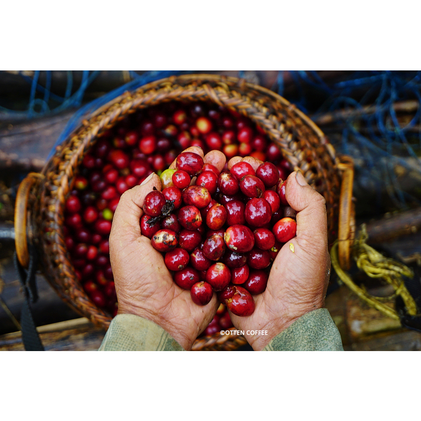

1 kg Cherry Kopi Arabica Fresh Bandung