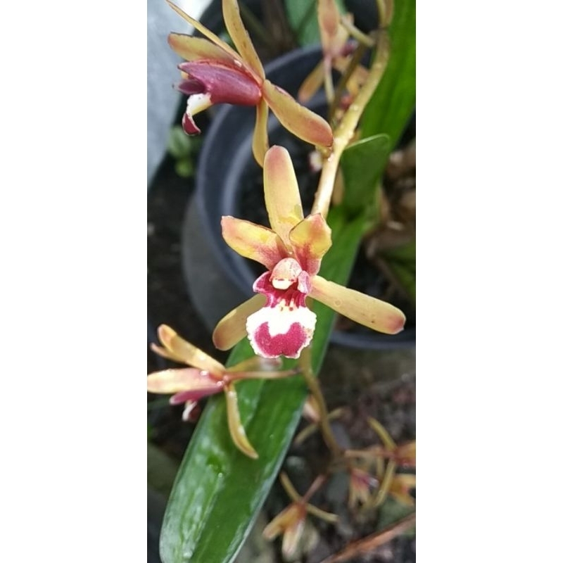 Cymbidium Finlaysonianum