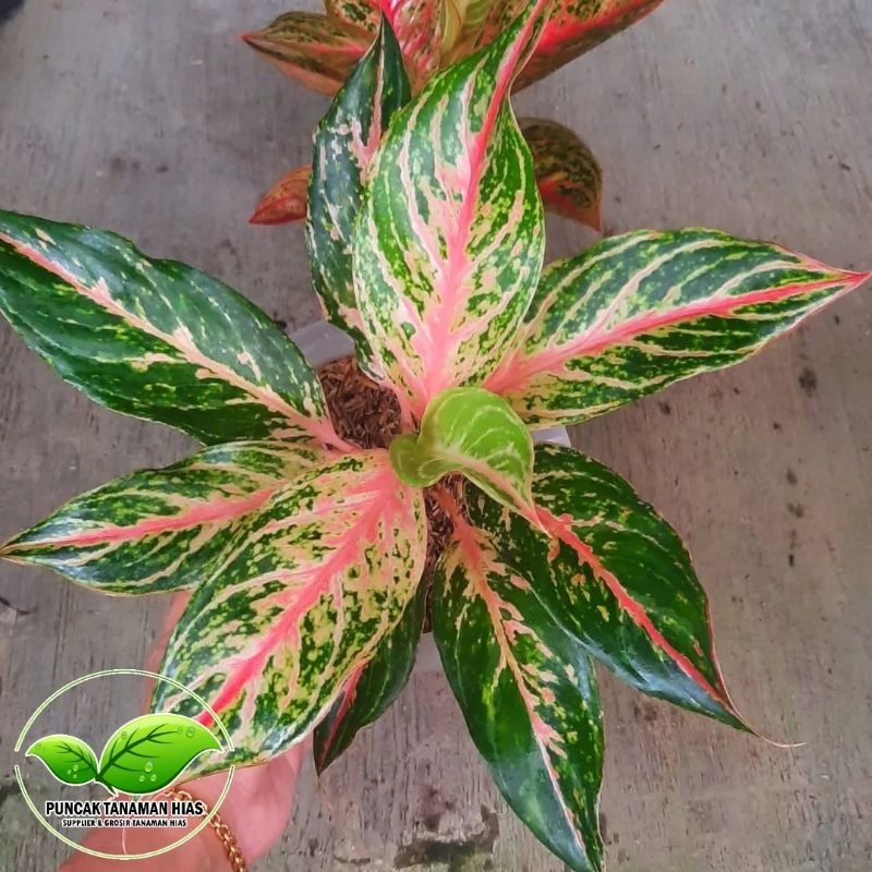 BISA COD Aglonema butterfly - Aglonema butterfly