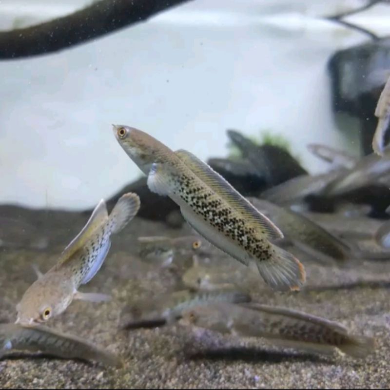 Baby channa stewarti karbialong progres