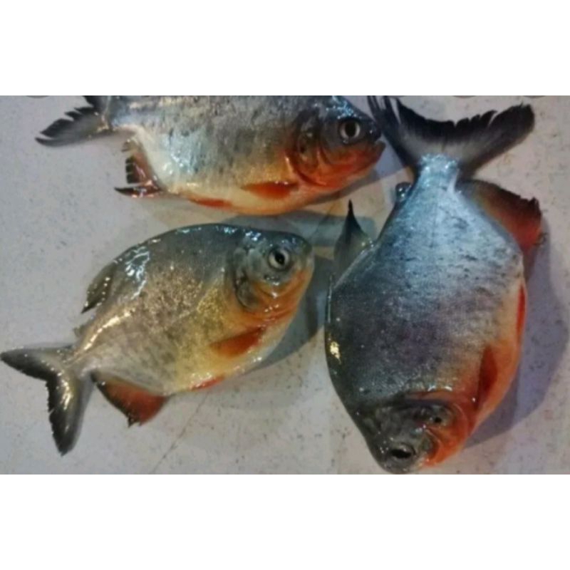 

Ikan bawal fresh 1kg