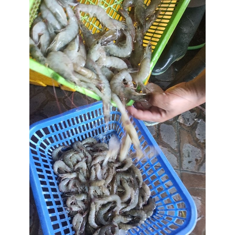 

UdangVanameFresh/langsungDariTambak