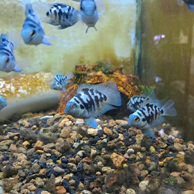 ikan blue polar parrot