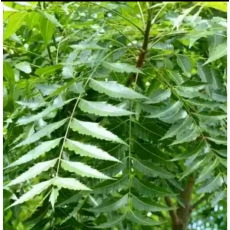 

Daun mimba/Daun Mindi segar 1 kg