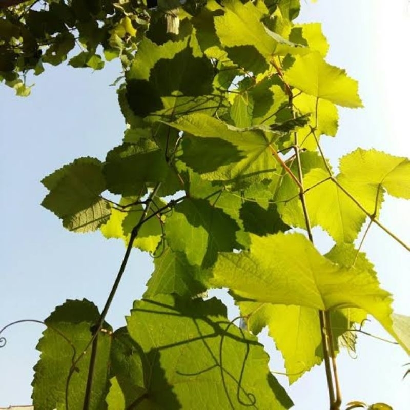 

DAUN ANGGUR ( per lembar )