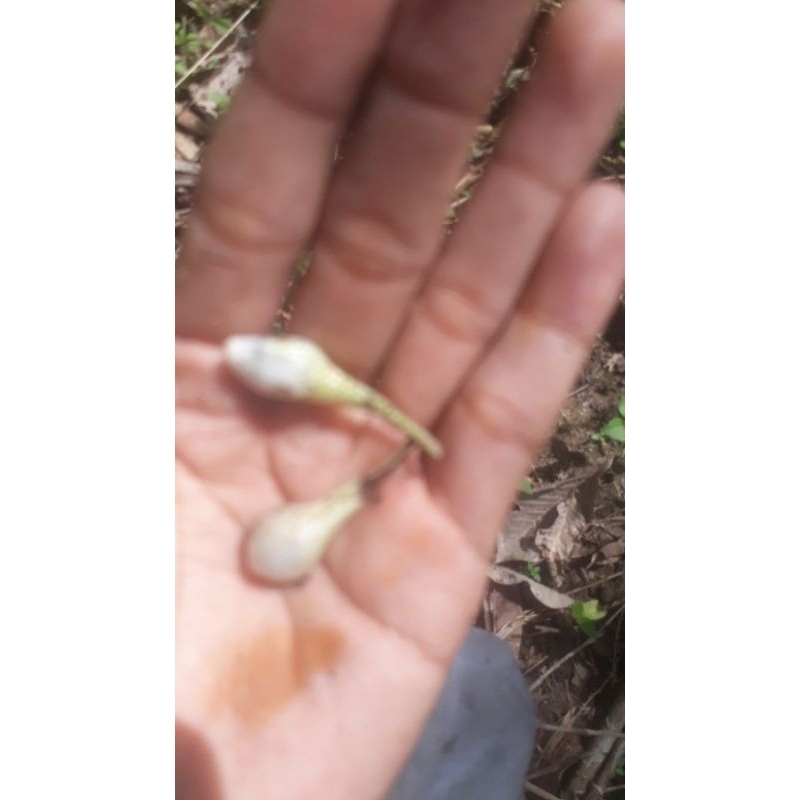 

buah marasi seger murah 1 kg