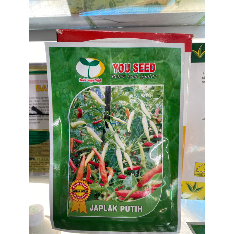 Benih Cabe Japlak putih Dari YOU SEED