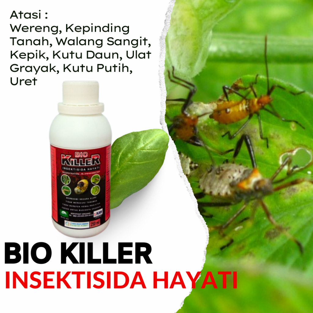 Pestisida Untuk Cabe Daun Kriting, Obat Hama Kutu Putih