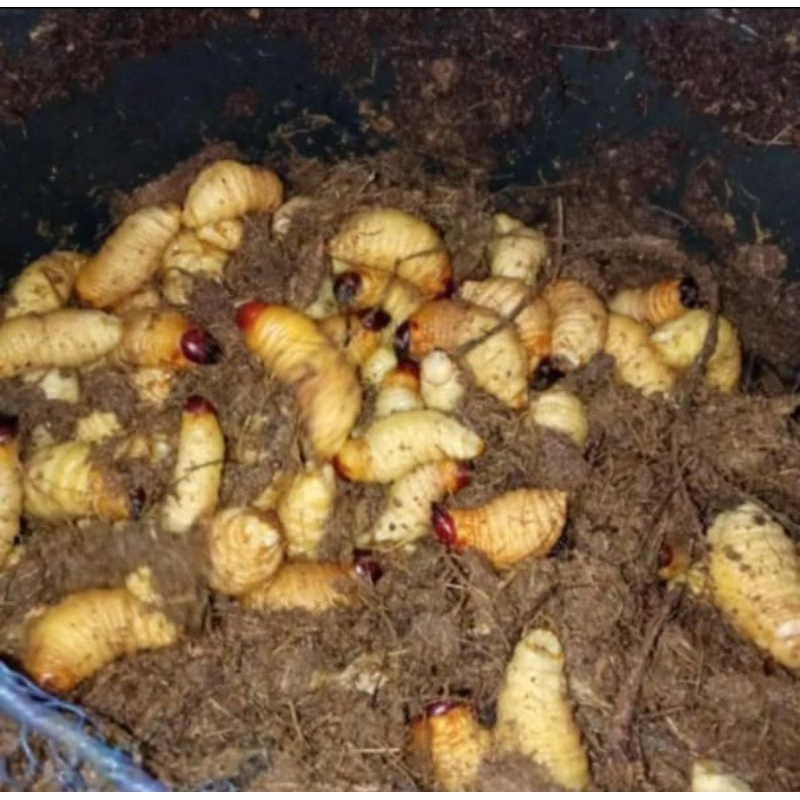 Ulat sagu umpan pancing ikan 12 ekor hidup