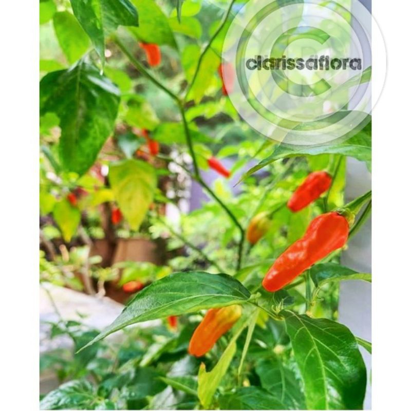 PROMO Tanaman cabai rawit domba - pohon cabai rawit domba super pedas