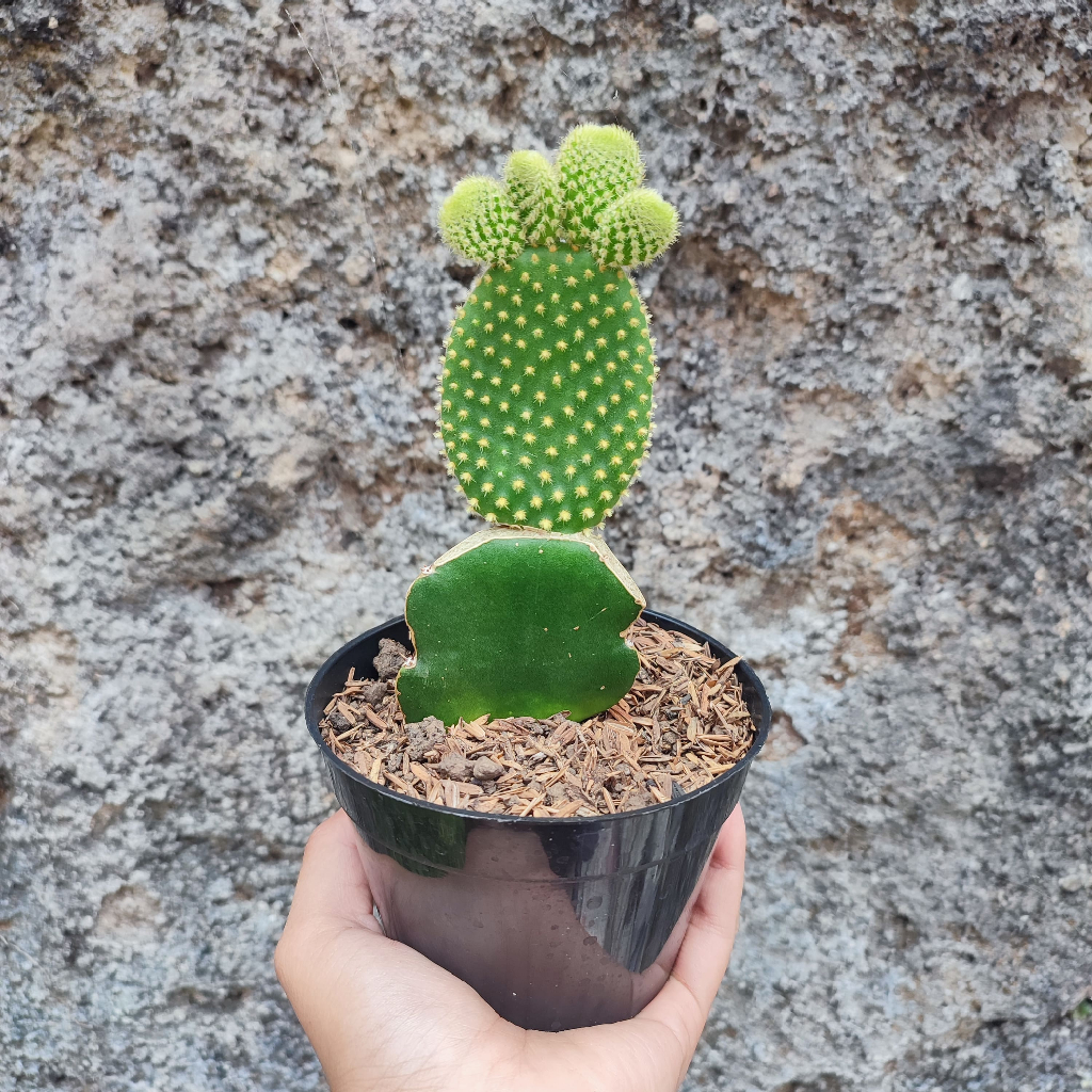 Grafting Opuntia Microdasys Yellow | DP 10cm | Kaktus