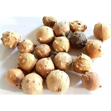 Manjakani (50 gram) / Oak Gallnut / Marbel Galls Nut / Quercus infectoria / Manjaan / Majupal