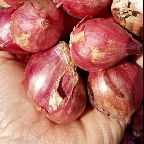 

Brambang Bawang merah Super Bawang merah Kering Besar Brambang 250 gram