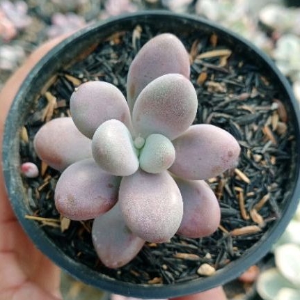 TANAMAN HIAS SUKULEN PACHYPHYTUM MOONSTONE IMFORT