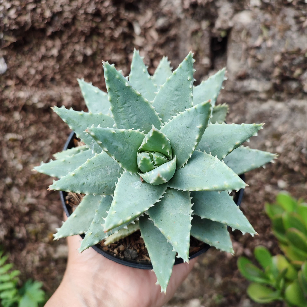 Aloe Brevifolia | D 10 Cm |  Sukulen