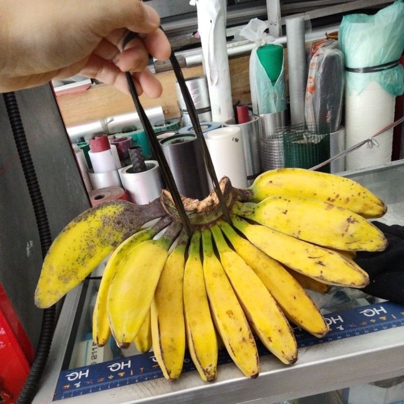 

Panen Pisang kepok. pisang gepok kebun sendiri. hanya pada saat panen baru bs diorder. harap chat dulu