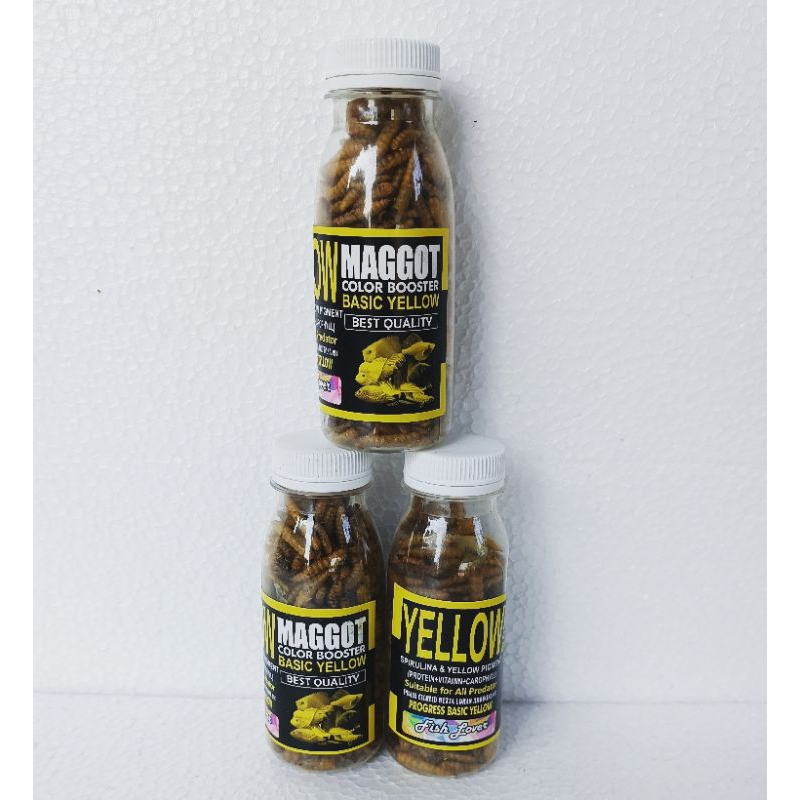 MAGGOT YELLOW BOTOLAN pakan ikan hias chana chiclid penambah warna kuning ikan