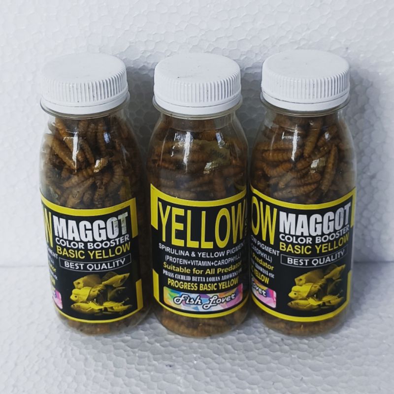 MAGGOT YELLOW BOTOLAN pakan ikan hias chana chiclid penambah warna kuning ikan