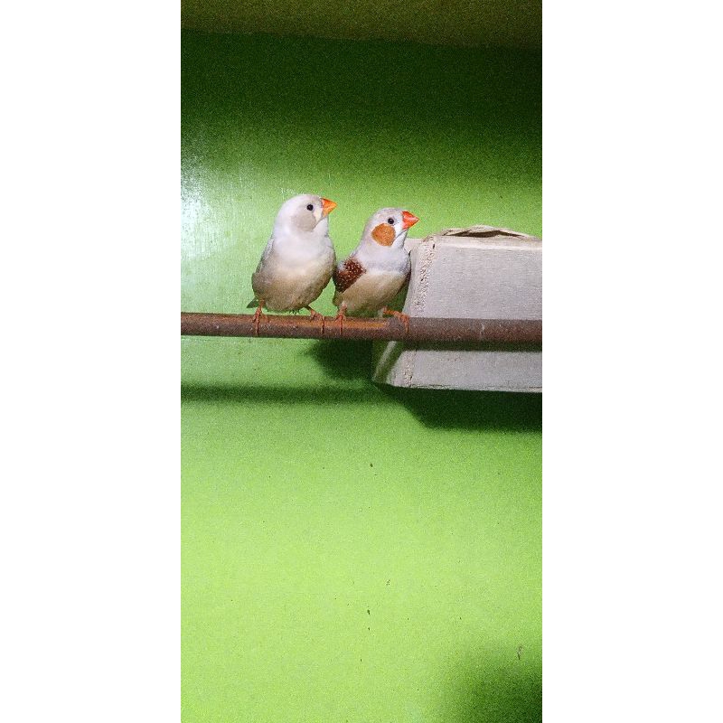 Burung Zebra finch Indukan per Pasang.