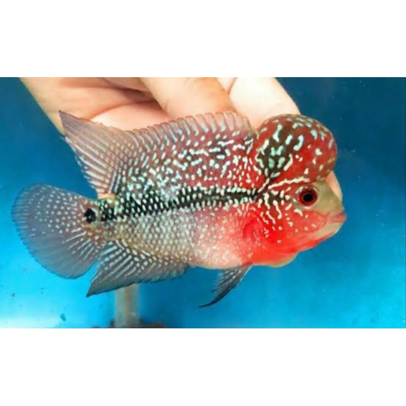 Paket Louhan Srd Bom Head Ukuran 7-9cm Ready Stok Original Terjamin