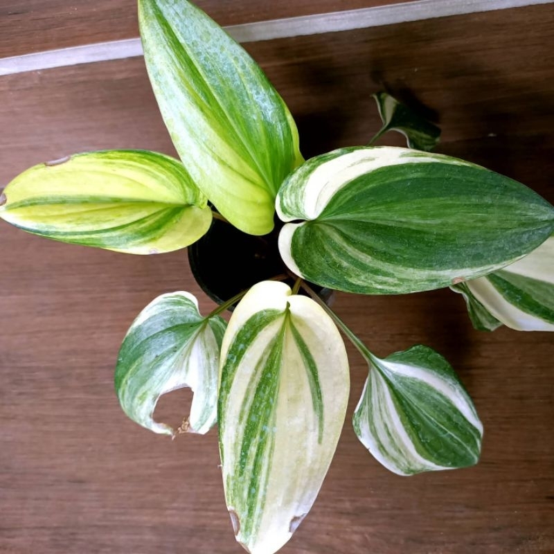 Tanaman hias Drimiopsis maculata varigata / lidah katak variegata / kepala picolo var