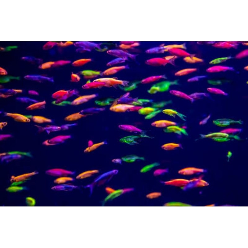 ORNAMEN AKUARIUM DANIO ISI 20