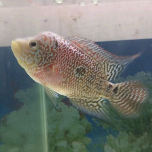 louhan golden base  progresan