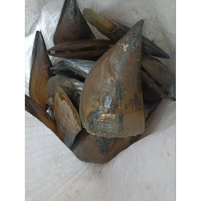 

kerang kampak hidup fresh 1kg