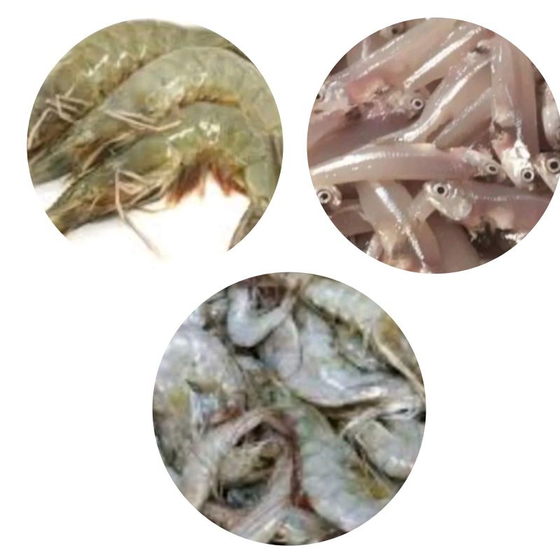 

Udang Vaname/Udang Kecil/Teri Basah fresh 1kg