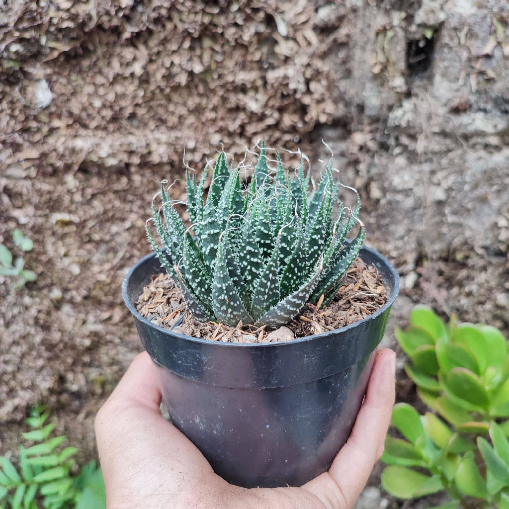 Aloe Aristata | DP 10cm | Sukulen