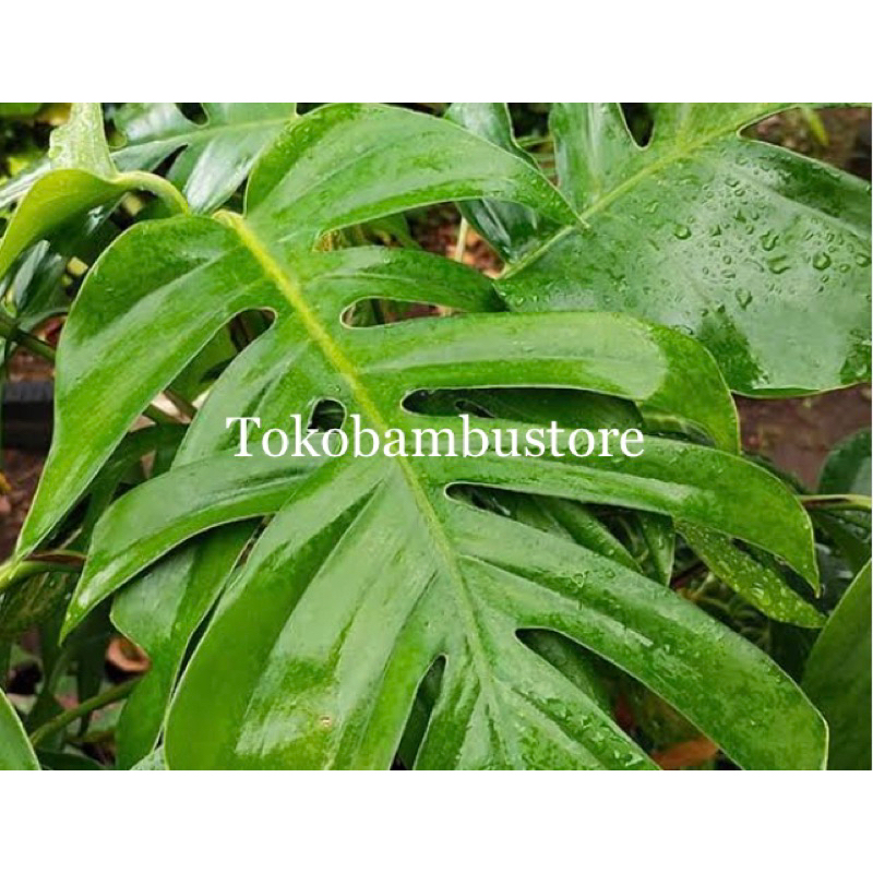 

Daun ekor naga segar petik langsung-az