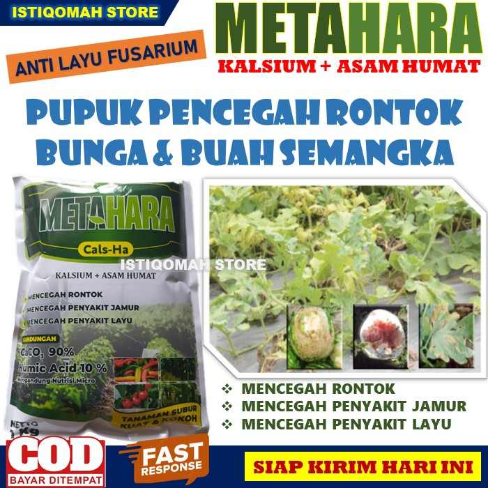 Pupuk Anti Layu pada Tanaman Semangka METAHARA 1 KG Obat Layu Fusarium Pada Semangka Paling Ampuh, Pupuk Kalsium Bubuk atasi Rontok Bunga dan Buah Semangka yang Bagus dan Manjur Serta Mengatasi Penyakit Jamur pada Tanaman Semangka MURAH LARIS