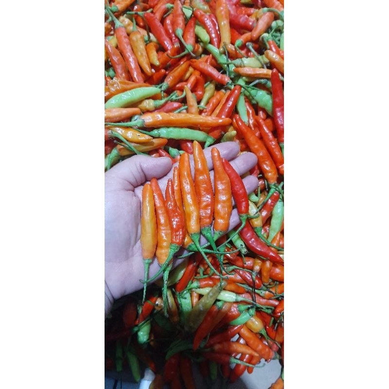 

CABE RAWIT MERAH TERMURAH