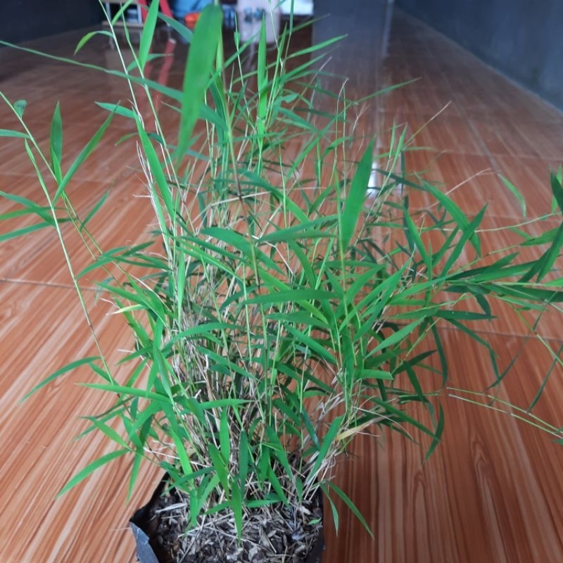 Tanaman bambu mikro/bambu mini
