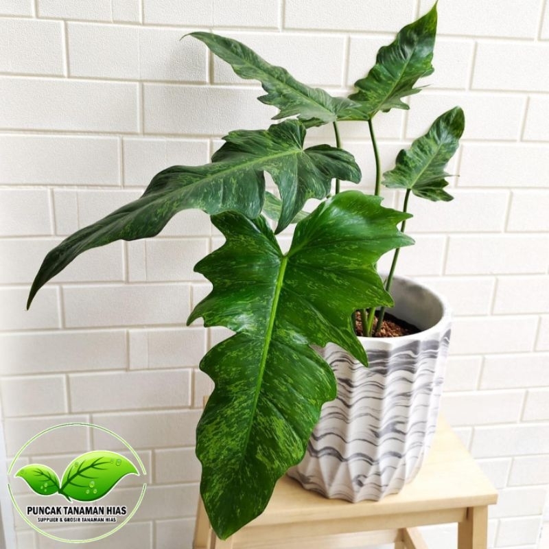 Philodendron dragon varigata - Philodendron golden dragon