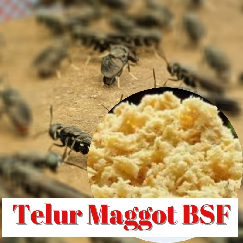 Telur Maggot BSF 20 Gram | Telur Maggot untuk Budidaya Maggot | Maggot untuk Pakan Lele | Magot untu