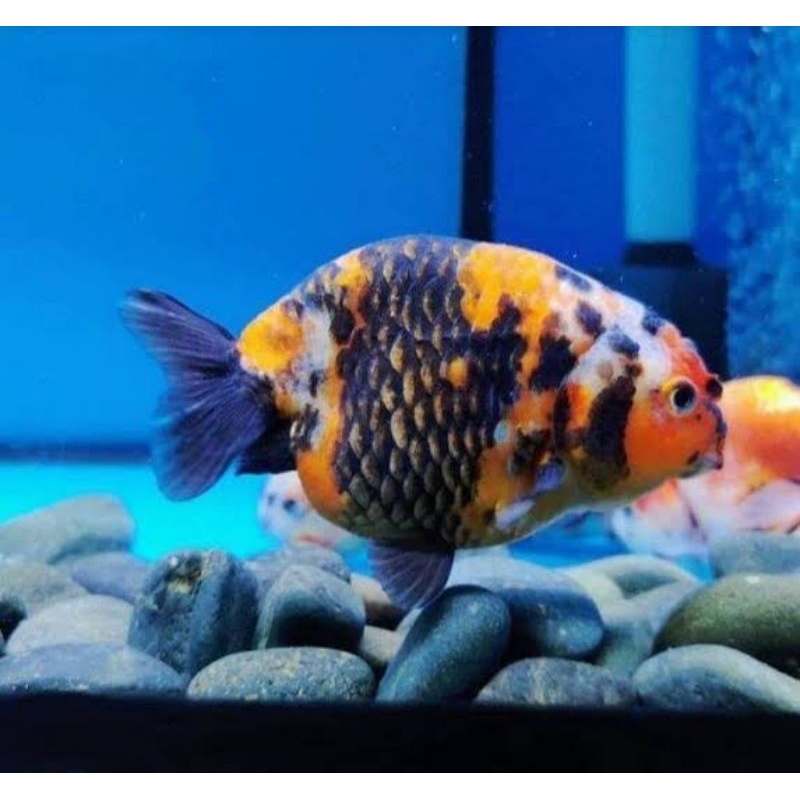 

Ikan Mas Koki Ranchu PW