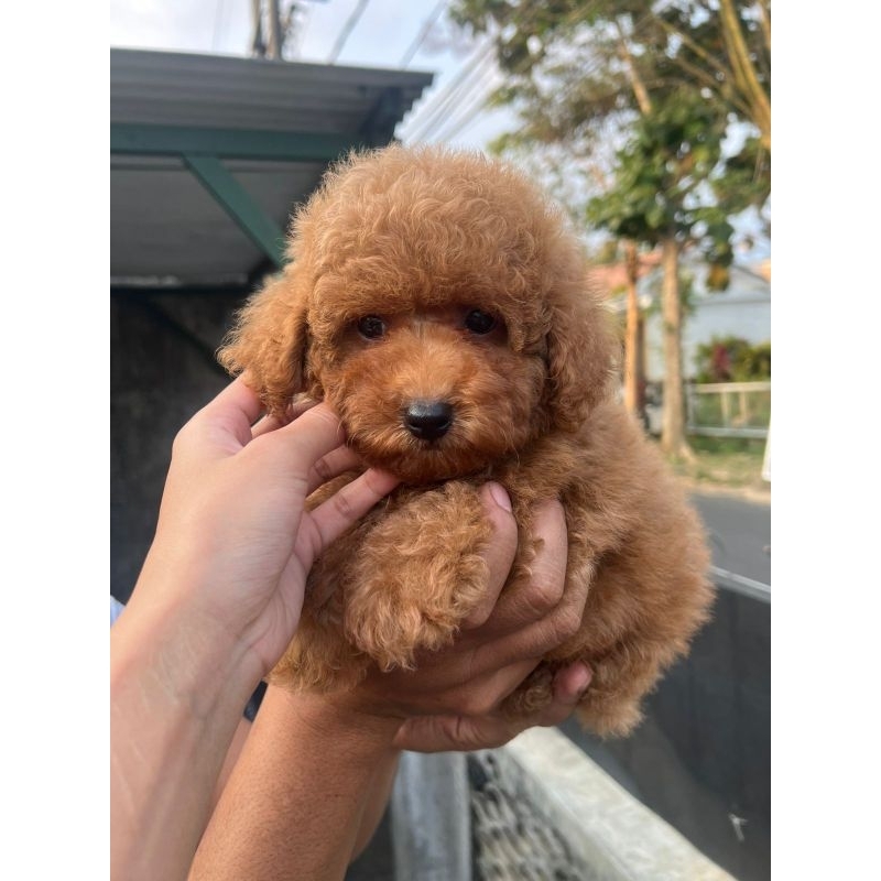 red toy poodle