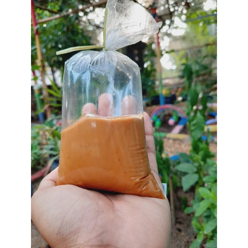 

Petis konang madura pamekasan