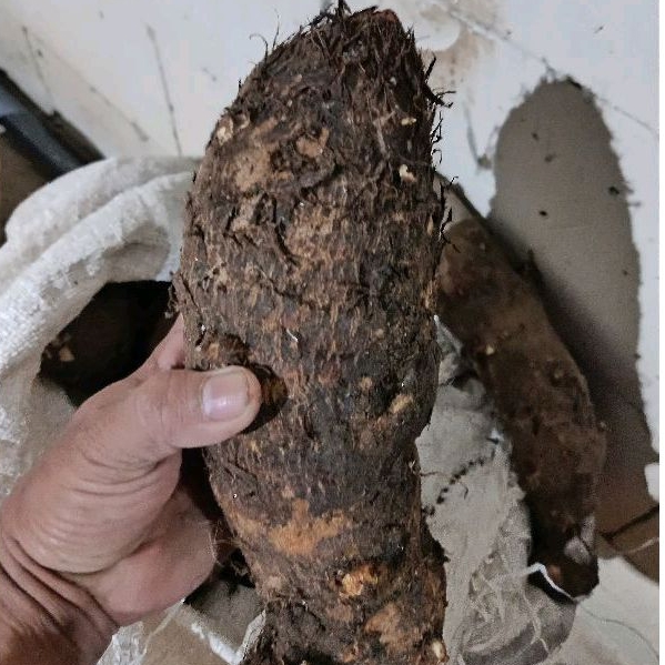 

Ubi Talas Mbote Entik fress 1kg