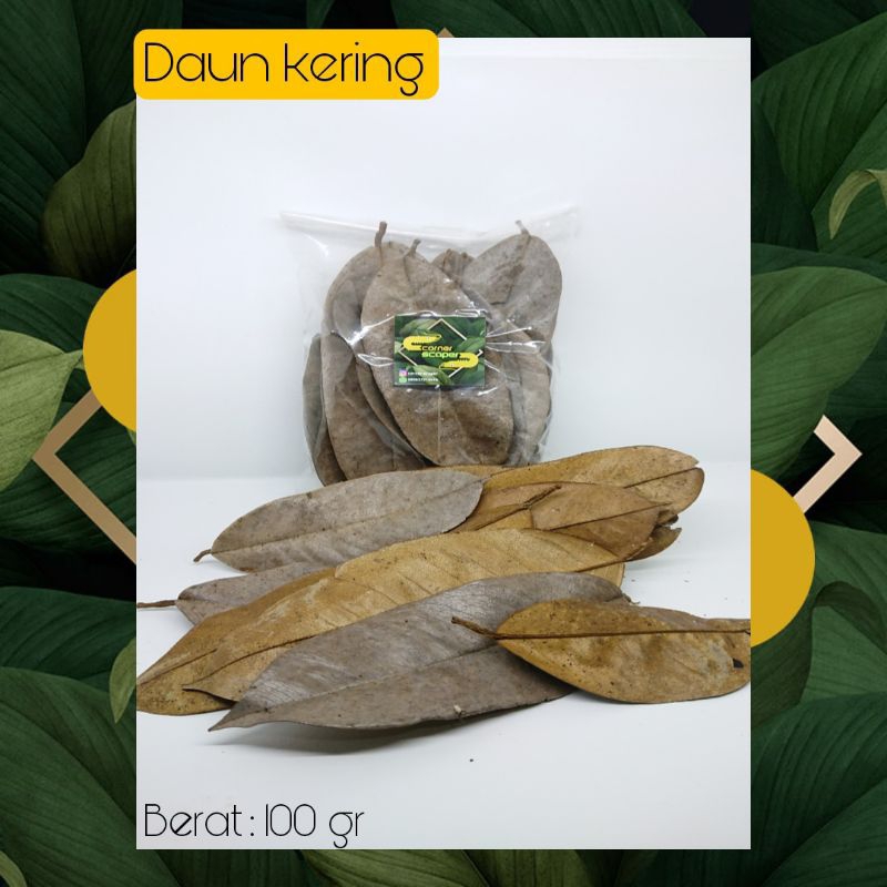 daun kering bioactive vivarium