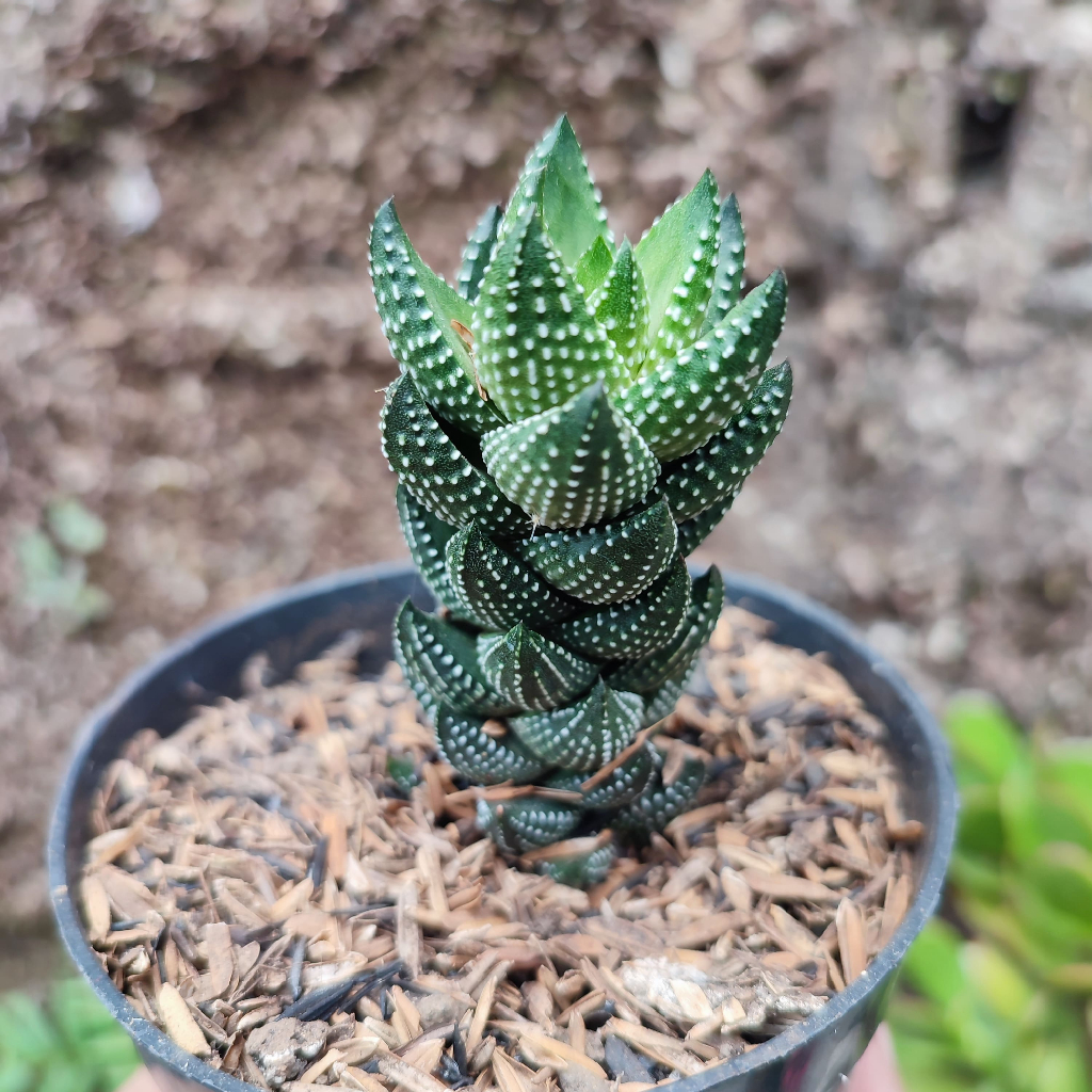 Haworthia Reinwardtii African Pearls | DP 10 Cm | Haworthia