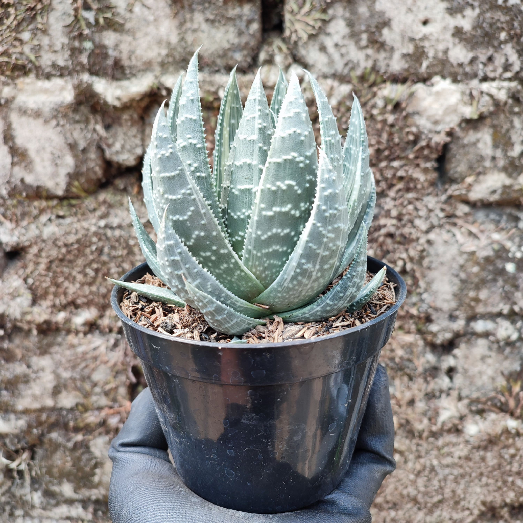 Gasteria Variegated White | DP 12 Cm | Gasteria