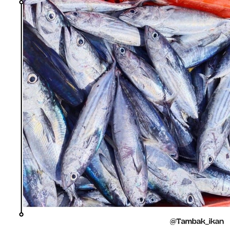 

Ikan Cakalang premium 1kg Segar