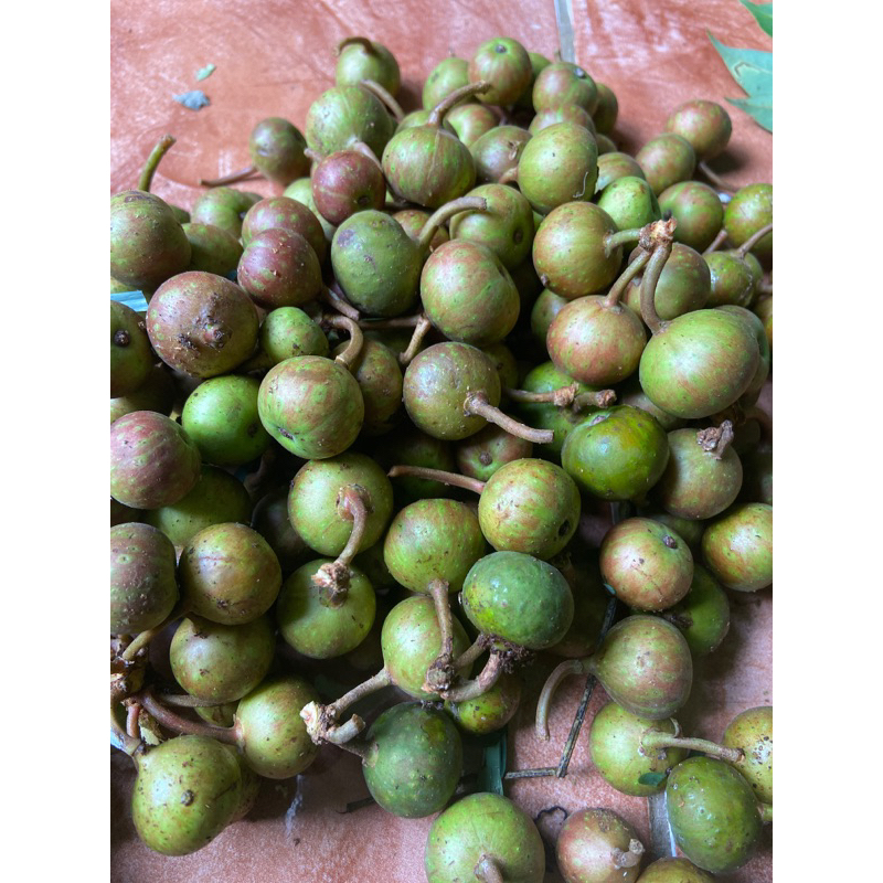 

Buah gondang merah buah kondang segar 1 kg-az