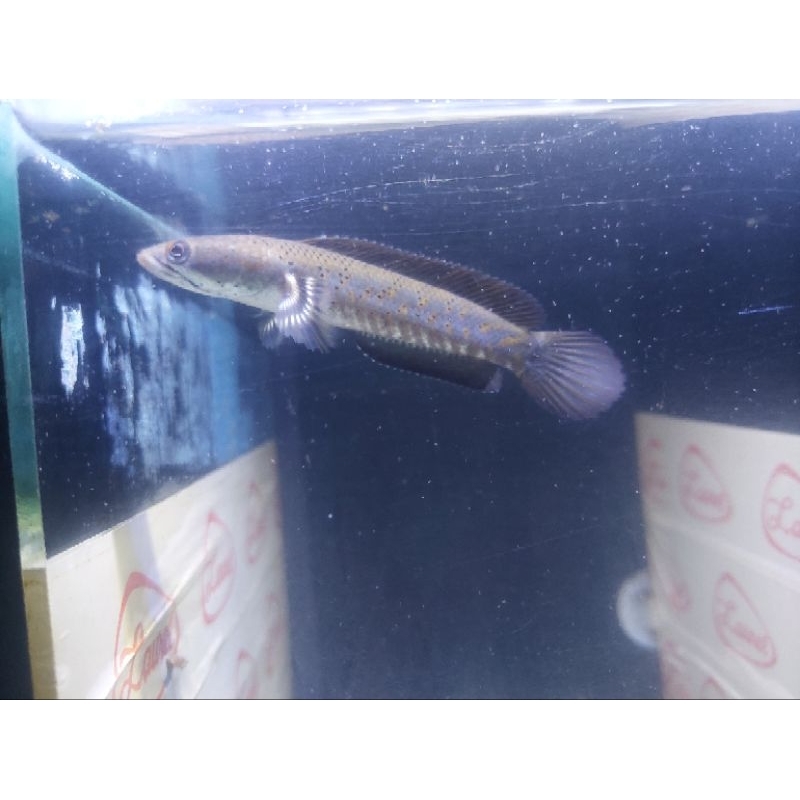 blue-pulchra 10_11cm