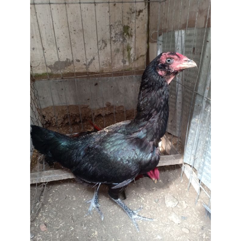 Telur Fertil Ayam Bangkok