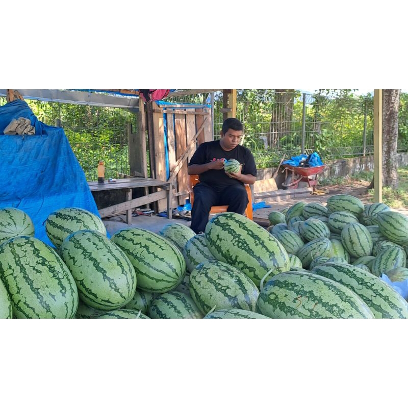 Benih Unggul Semangka Hibrida F1 lonjong buah super mantap