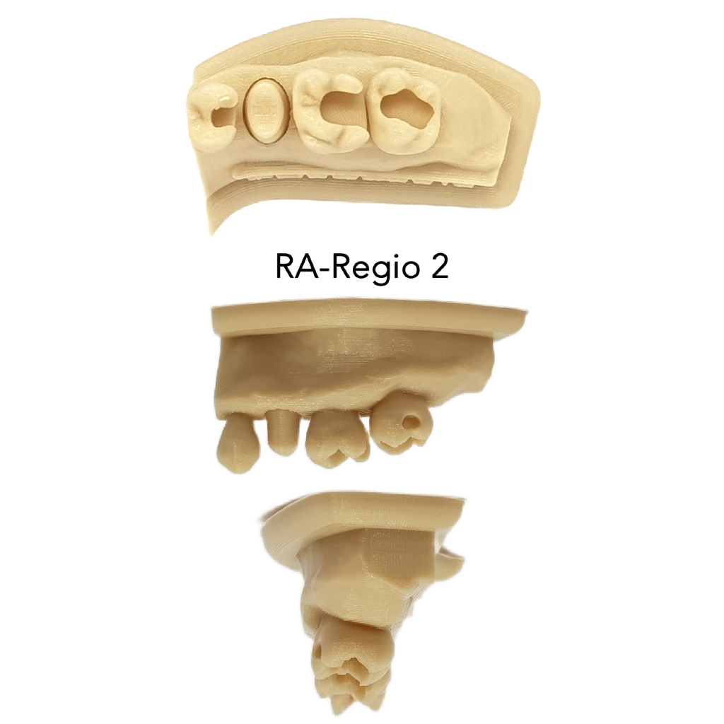 Model latihan tambal gigi hands on restorasi model gigi bolong model konservasi model tambal gigi